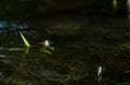 【自然観察】儚すぎる光景にうっとり…… 初夏の渓流、一斉に羽化したカゲロウの「神秘的なスーパーハッチ」に心震える夕べ！  長野県・新潟県｜2026年の画像005