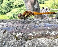 【自然観察はこれからの季節が本番】 生きもの観察にぴったりなアプリ教えます
