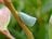 夏になると植物につく「白い綿」の正体とは？  生き物に見えない不思議な姿の虫たち【あなたのすぐそばにいる「季節の虫」の探し方 vol.8】の画像002