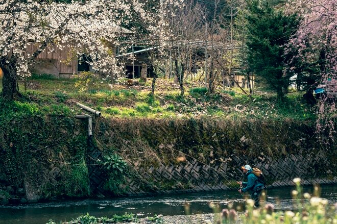 【渓流釣り】飛騨の春、桜とヤマメとイワナを愛でながら里川でフライフィッシング！  岐阜県｜2026年の画像006