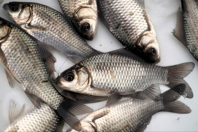 冬は “謎解きゲーム感覚” の「寒ブナ釣り」が面白い！  小水路の突き当りで発見「越冬ポイント」での結果は！？  4時間「釣行レポ」【茨城県・牛久沼】の画像006