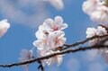 登山口から山頂まで桜が続く「お花見登山の聖地」光城山の桜は今が見頃の画像007