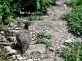 北アルプスど真ん中の秘湯・日本一遠い温泉「高天原温泉」へ入浴登山！ 「花の見ごろ過ぎ＆秋紅葉まえ」のオフシーズン？  まさかの「独泉レポ」の画像012