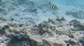 東洋の楽園「ハテの浜」 ウミガメに出会えるエメラルドグリーンの海！ “久米島の体験記” 【沖縄県】2023年の画像002