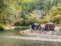 いいことばかり！  サウナの熱源として“薪”を愛してやまない4つの理由【ユーコンカワイの川サウナ研究所 vol.16】の画像001