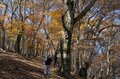 【登山口からハイライト】「アップダウンほとんどなし！」 山梨県の東端・大マテイ山の紅葉は今が見頃の画像012