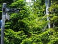 神秘的なコケと原生林がお出迎え！「往復5時間」北八ヶ岳の茶臼山・縞枯山ハイキングで楽しむ「緑の絶景」の画像004