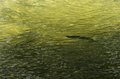 【渓流釣り】風薫る5月「ワンチャンあるか！？」 GW明けのスレた渓流魚たち   長野県白馬村・小谷村 2025年の画像002