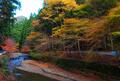 京都「紅葉の奥座敷・パワースポットめぐり」約2時間ハイキング！  源義経ゆかり「鞍馬寺」から、イベント盛りだくさん「貴船神社」錦秋レポの画像020