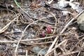【春の訪れと共に去るはかない存在】山の春告花「座禅草（ざぜんそう）」って知ってますかの画像004