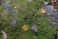 ”紅葉シーズン最終盤” お見逃しなく！「御岳山」の紅葉事情＆スポット最新レポートの画像009