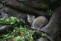 外で暮らす島猫たちは冷たい雨から身を守れているのだろうか？　不安定な天候の多い2月の沖縄にて【琉球島猫百景〈番外編〉「雨の日の猫たち」】の画像003