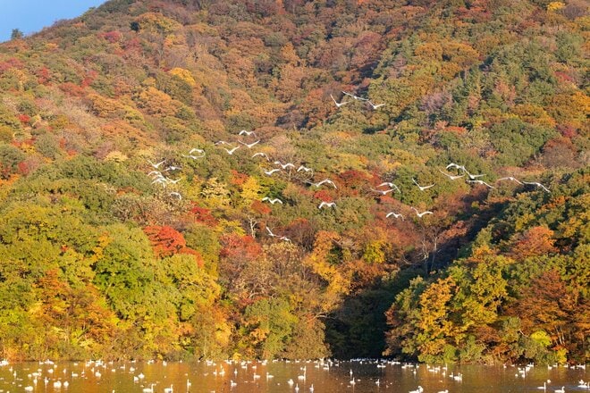 錦秋の山にコハクチョウが舞う特別なロケーション！  秋と冬の接点を楽しむ【山形県】2026年の画像001