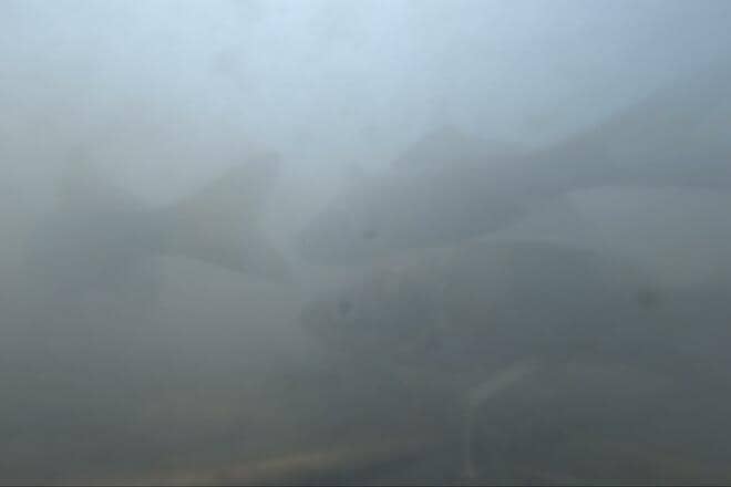 「春間近のタナゴ釣り」水中カメラが捉えた意外な結果！ 穏やかな水路＆川底を急変させた“春のきざし”とは？【茨城・牛久水郷】の画像013