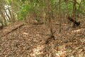 出丸の大切岸と圧巻の畝状竪堀群！  約4時間にわたる実地踏査でみた防衛遺構とは　石見国・松山城〈後編〉（島根県江津市）【戦国の山城を攻める vol.04】の画像017