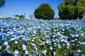 「ネモフィラ」青の絶景！  23区内最大規模の楽園「舎人公園」桜のピンクとネモフィラブルーは東京の春を彩る【東京都・足立区】の画像009