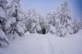 最高の雪質と絶景「焼額山スキー場」が叶えてくれる！  この冬の特別な体験【長野県 山ノ内町・志賀高原】の画像013