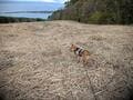 【愛犬と登山を楽しみたい】目標「岩木山」前に軽く練習のつもりが「まさか…」 中高年・犬と一緒の山歩きで気を付けたいこと「実体験レポ」の画像005