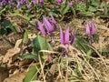 まるで、敷きつめられた「薄紫色のじゅうたん」カタクリ群生の絶景！　広さ「東京ドーム4個分」＆レア種「大株＆純白」 秋田県仙北市「かたくり群生の郷」レポの画像002