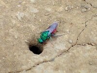 6月は地面にある小さな穴に注目「穴を訪れる美しい虫」の正体とは【あなたのすぐそばにいる「季節の虫」の探し方 vol.6】
