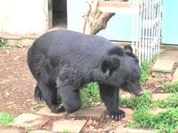 穏やかすぎる「保護クマ」と自然保護団体に学ぶ「熊害の背景」とは？  大阪・高代寺のツキノワグマ「とよ君」＆「日本熊森協会」訪問レポ