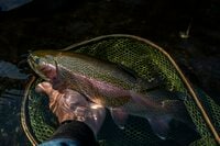 【渓流釣り】澄んだ流れの渓流で、一年中釣りができる幸せ「芝川特別区」でフライフィッシング！   静岡県｜2025年
