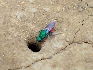 季節の虫