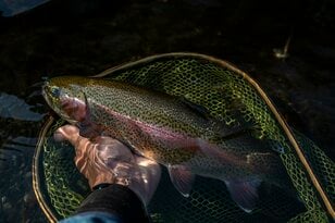 【渓流釣り】澄んだ流れの渓流で、一年中釣りができる幸せ「芝川特別区」でフライフィッシング！   静岡県｜2025年