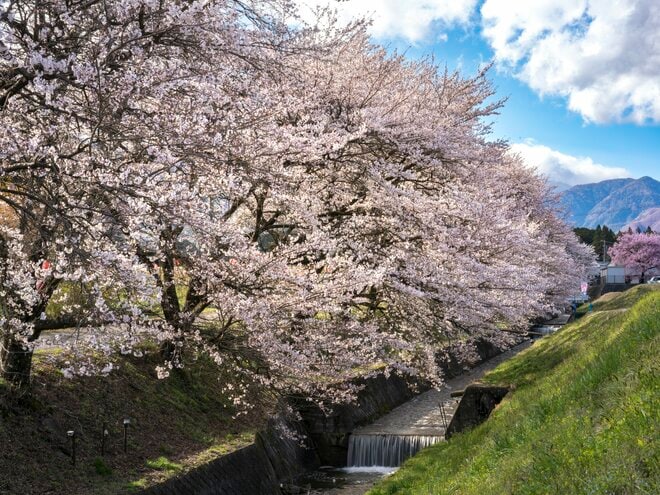 【渓流釣り】「雨後、雪解け水が多すぎて……」 釣りに行ったはずが、お花見に方向転換！  花鳥風月を楽しむ伊那谷の春　長野県｜2026年の画像002