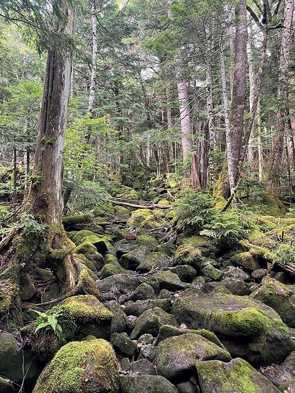 【この秋、絶対！ 八ヶ岳】第5回「天狗岳」 白駒池を通って空に突き出た双耳峰への画像002