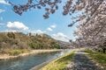 『渡良瀬川』桜咲く川辺にカゲロウ舞う季節！ 癒しのお花見フィッシング【渓流釣り】群馬県の画像001