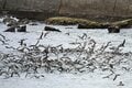「略奪バトル・集団攻撃なんでもあり！？」  跳ねるイワシの大群に突っ込む海鳥！  レアでカオスな状況に遭遇した 【三浦半島】2024年の画像009