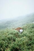 【富士山の次に登る山 vol.3】登山の魅力はムゲン大「複数の頂を踏む連峰」 四国アルプス・屋久島・信越トレイルの画像009