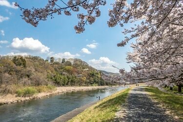渡良瀬川』桜咲く川辺にカゲロウ舞う季節！ 癒しのお花見フィッシング