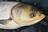 体長80cmは「まだ小さいほう！」中国原産の巨大淡水魚「ハクレン」埼玉県・荒川で「釣行5時間」ビッグゲームの結果とは！？の画像006