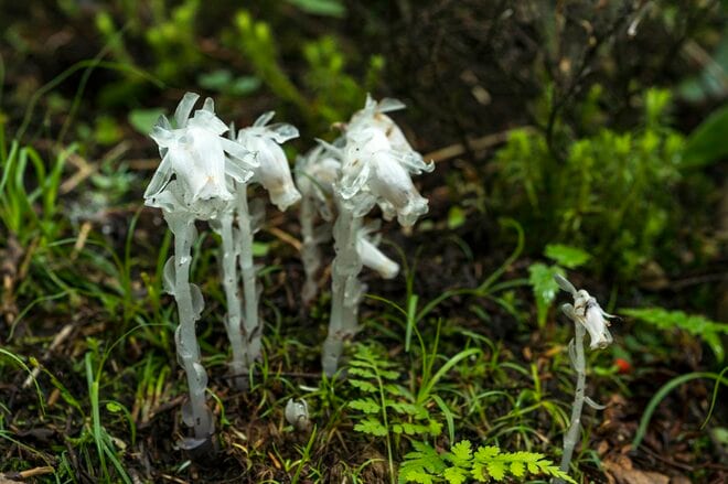 【日本百名山】日本のエーデルワイス！ 雲海の上で輝くハヤチネウスユキソウ「花づくし！ みちのくの名峰・早池峰山」岩手県／2022年の画像001