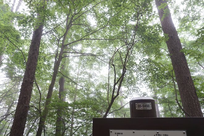 紅葉の時期に再訪したい「花の百名山」御前山「霧の中をゆっくり歩く」実踏レポート【東京都西多摩郡奥多摩町・檜原村】の画像004