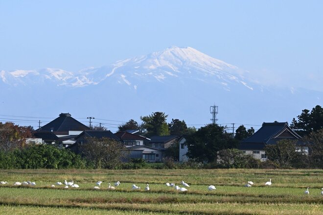 錦秋の山にコハクチョウが舞う特別なロケーション！  秋と冬の接点を楽しむ【山形県】2026年の画像007