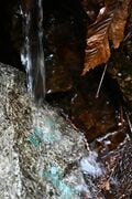 黄色に染まる山の斜面「春のお手軽ハイキング」 カエルが鳴き、野鳥がさえずる沢沿いで見頃を迎えた東丹沢不動尻のミツマタ大群生地【神奈川県 2025年】の画像011