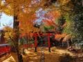駅から日帰り「天王山」ハイキング！ 絶景の“ラスト紅葉”「山崎聖天」＆歴史ファン必見「天下分け目」の地「実踏レポ」の画像001