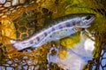 【渓流釣り】涼を求めて夏色の渓へ！ 「激シブだけど、見ているだけも癒されるヤマメたちの姿」 飛騨の清流でフライフィッシング  2025年の画像005