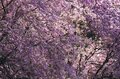 【最高のお花見スポット】信州の山里は花盛り！ 残雪の北アルプスに咲き誇る桜たち「写真映えしすぎる絶景スポットは今が旬！」“番所のベニシダレザクラ” と “立屋のエドヒガンザクラ” 長野県小川村・2022年の画像003