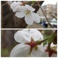 多摩にだけ自生する絶滅危惧種・幻の野生桜「タマノホシザクラ」が満開！ 都立公園にひっそりと咲く清楚な早咲き桜を見に行く【2023年・東京都】の画像010