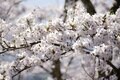 【お花見登山】「桜の花も山登り！？」 花に応援されながらハイキング！ 眼下に広がる安曇野と北アルプスの展望も最高！ 2022年＜長野県安曇野市＞の画像004