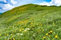 【最盛期】「緑の高原が一面の黄色いお花畑となる！ ニッコウキスゲの大群落」北東北・薬師岳／秋田・岩手 2022年の画像007