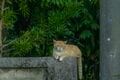 多良間島はヤギの島であり、ニカの島でもあった【琉球島猫百景 vol.18「宮古と八重山の真ん中で生きる猫たち」沖縄県多良間村】の画像008