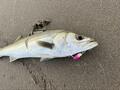 魚たちも「食欲の秋」！？ 「釣果ハイシーズン」のワケと「狙いたい魚種」3選！【秋の海釣り攻略ガイド】の画像006