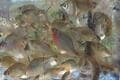 「今はあまり釣れませんよ…」 先客の “置き土産” がまさかの結果に！？  初夏の「タナゴ釣り」 都心からアクセス90分「千葉県・野田幸手園」 現地レポ！の画像010
