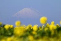 【花巡り】ひと足先に春を満喫！ 16万本の菜の花とドドーンと聳える雪の富士山「冬の暖かい日差しを浴びて楽しめる好展望の名所2選」 今年の運勢はいかに   神奈川県｜2026年