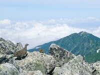 もっと知りたい「ライチョウ」のこと！  大町山岳博物館の元学芸員に聞いた「神の鳥」の “生態”と“人工飼育の今”【長野県大町市】2026年